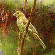 House Finch From Another World Art Print