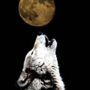 Howling At The Moon Art Print