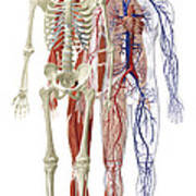 Human Body Systems, Illustration Art Print