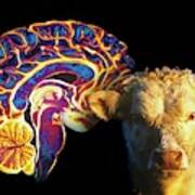 Human Brain And Beef Cow Art Print