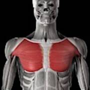 Muscles in the Chest - JOI Jacksonville Orthopaedic Institute