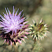 Humble Wild Artichoke Art Print