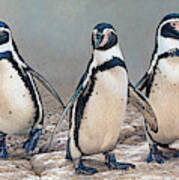 Humboldt Penguins Standing In A Row Art Print