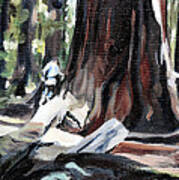 Humboldt Redwoods Art Print