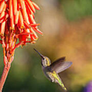 Hummingbird And Flower Art Print