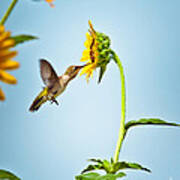 Hummingbird At Sunflower Art Print