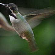 Hummingbird Male Anna In Flight Over Perch Art Print