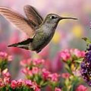 Hummingbird In Colorful Garden Art Print