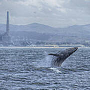 Humpback Whale Breaching By Shane Keena Art Print