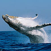 Humpback Whale Megaptera Novaeangliae Art Print