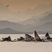 Humpback Whales Gulp Feeding Auke Bay Art Print