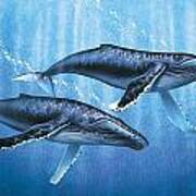 Humpback Whales Art Print