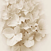 Hydrangea Flowers Sepia Delight Art Print