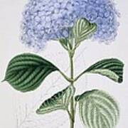 Hydrangea Macrophylla 'otaksa', Artwork Art Print