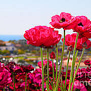 I Sea The Sea - Ranunculus Flowers By Diana Sainz Art Print