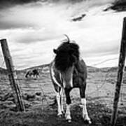 Icelandic Horse In Iceland Black And White Art Print