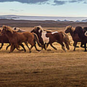 Icelandic Horses Galloping Over The Art Print