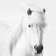 Icelandic Pony In White Art Print