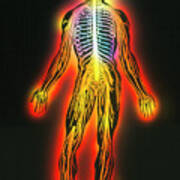 Illustration Of The Human Nervous System Art Print