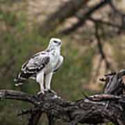 Immature Martial Eagle Art Print