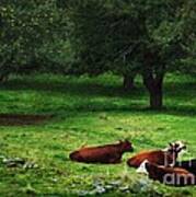 In The Orchard Cows Are Resting Art Print