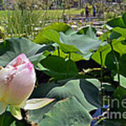 In The Water Lily Pool 04 Art Print