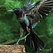 Incoming Grackle Art Print