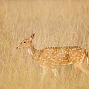 India, Madhya Pradesh, Axis Deer At Art Print