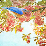 Indigo Bluebird On Pink Flowering Tree Branch Art Print