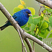 Blue Indigo Bunting Bird Art Print