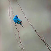 Indigo Bunting Square Art Print