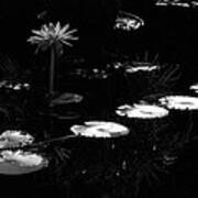 Infrared - Water Lily And Lily Pads Art Print