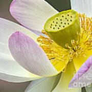 Intimate Sacred Lotus Bloom Art Print