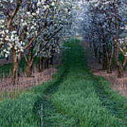 Into The Cherry Orchard At Evening Art Print