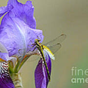 Iris And The Dragonfly 2 Art Print
