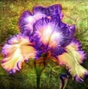 Iris Beauty Art Print