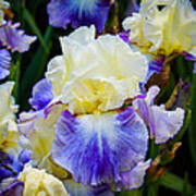 Iris In Blue And Yellow Art Print