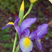 Iris With Raindrops Art Print