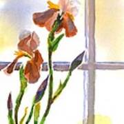 Irises In The Window Art Print