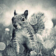 It's A Squirrel's World Too Art Print