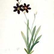 Ixia Grandiflora, Ixia à Grande Fleur, Redouté Art Print