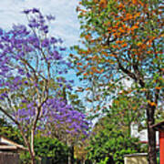 Jacaranda Walk Art Print