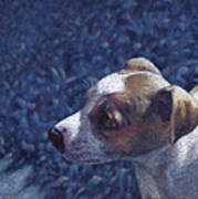 Jack Russell Terrier On Blue Art Print