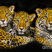 Jaguars Art Print