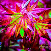 Japanese Bonfire Maple Art Print