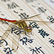 Japanese Dragonfly Art Print
