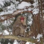 Japanese Macaque In Tree Jigokudani Art Print