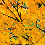 Japanese Maple Leaves Blowing In Wind Art Print