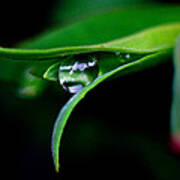 Jasper - Rain Drop Plant Art Print