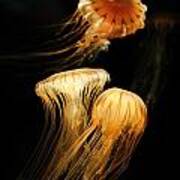 Jellyfish Trio Floating Against A Black Art Print